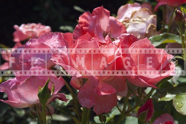 Close up image of pink floribunda roses bunch with water droplets