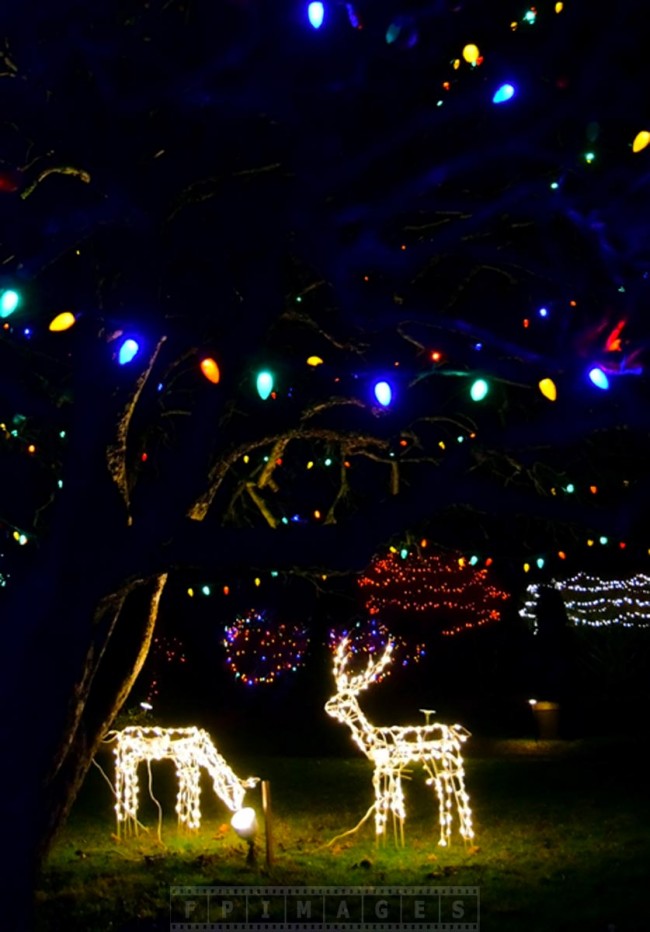 enjoy christmas lights holiday decorations at saint enjoy christmas lights holiday decorations at saint