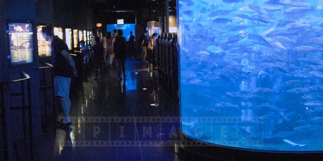 Inside Monaco Aquarium at Oceanographic Museum of Monaco